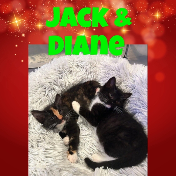 HELP A RESCUE FOR THE HOLIDAYS - Picture 8 of 13